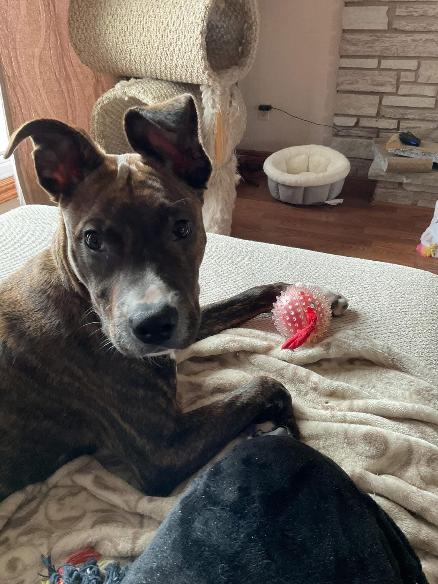 Paddy, a Adoptable mixed breed in Lively, ON image 3/5