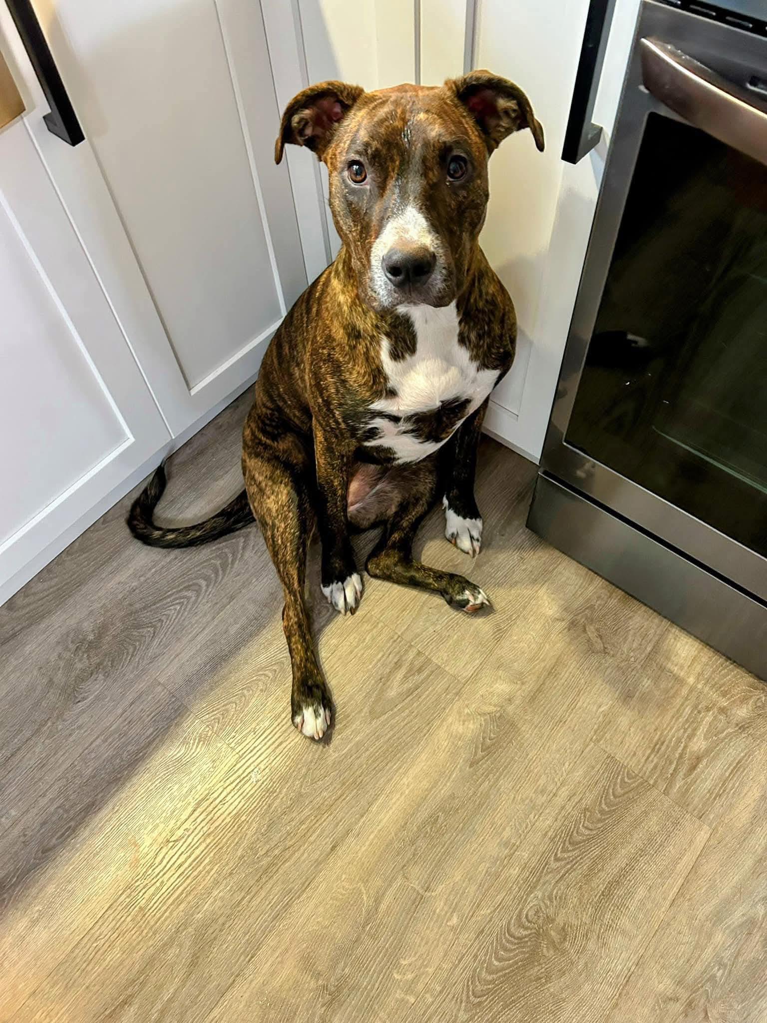 Paddy, a Adoptable mixed breed in Lively, ON image 4/5