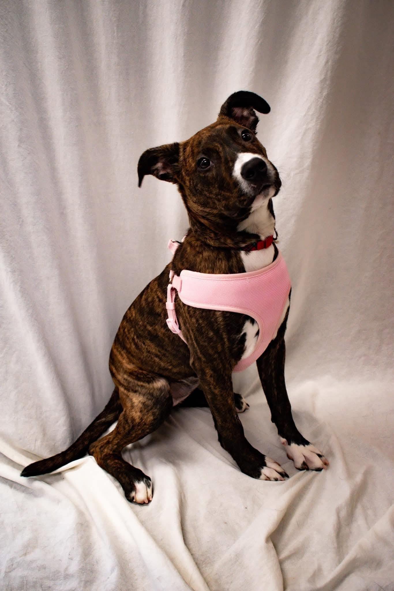 Paddy, a Adoptable mixed breed in Lively, ON image 5/5