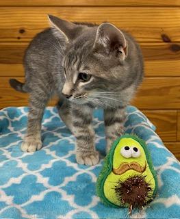 Vince - Meet me and my brother at The Kitten Around Cat Lounge!, a Adoptable Tabby in Southern Pines, NC image 3/5
