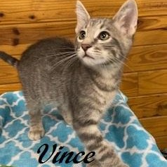 Vince - Meet me and my brother at The Kitten Around Cat Lounge!, a Adoptable Tabby in Southern Pines, NC image 1/5
