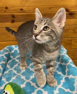 Vince - Meet me and my brother at The Kitten Around Cat Lounge!, a Adoptable Tabby in Southern Pines, NC image 2/5