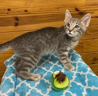 Vince - Meet me and my brother at The Kitten Around Cat Lounge!, a Adoptable Tabby in Southern Pines, NC image 4/5
