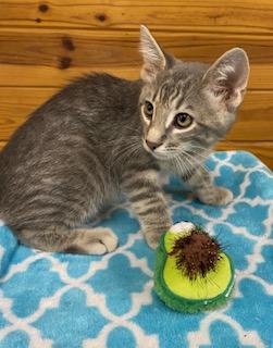 Vince - Meet me and my brother at The Kitten Around Cat Lounge!, a Adoptable Tabby in Southern Pines, NC image 5/5