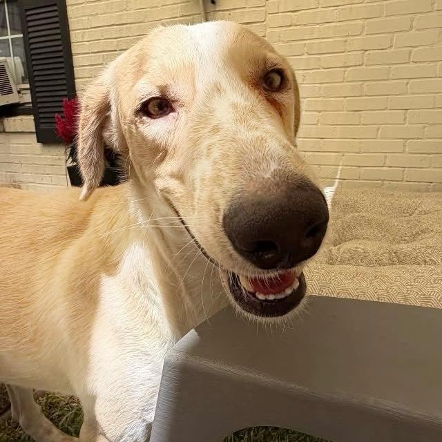 Enlarge Ward, a ADOPTABLE Mixed Breed in Hillsborough, NJ image 2/3