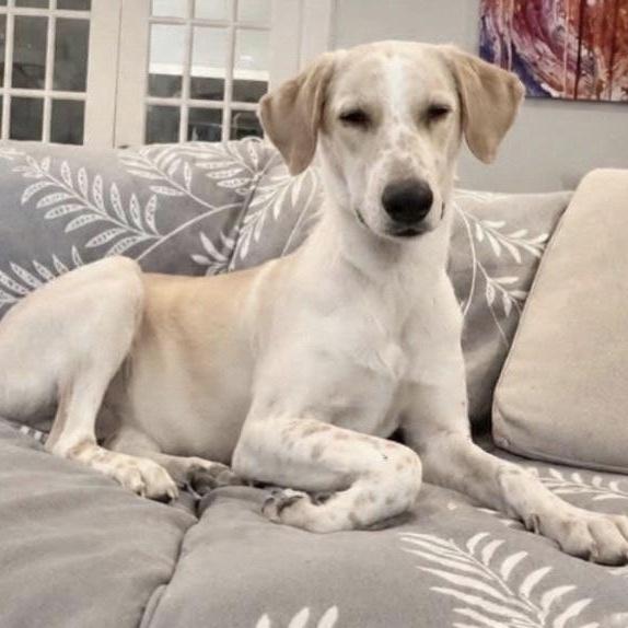 Enlarge Ward, a ADOPTABLE Mixed Breed in Hillsborough, NJ image 1/3