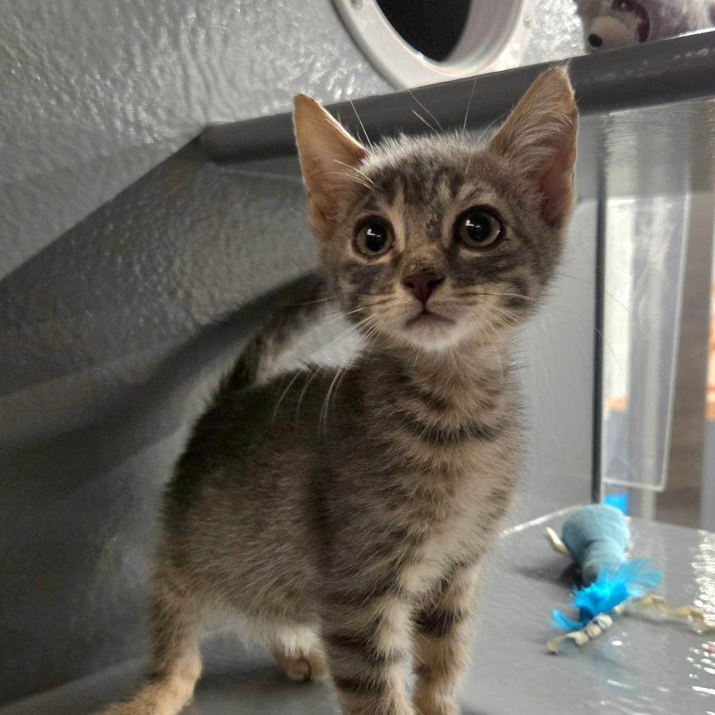 Sushi, Adoptable, Young Male Domestic Short Hair.