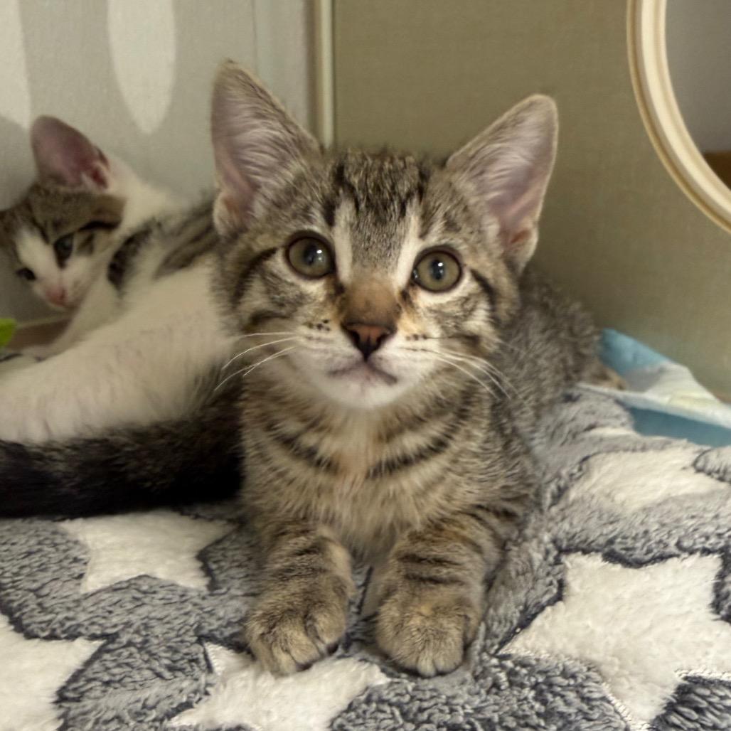 Enlarge Eclipse, a Adoptable Domestic Short Hair in Sunnyvale, CA image 1/4