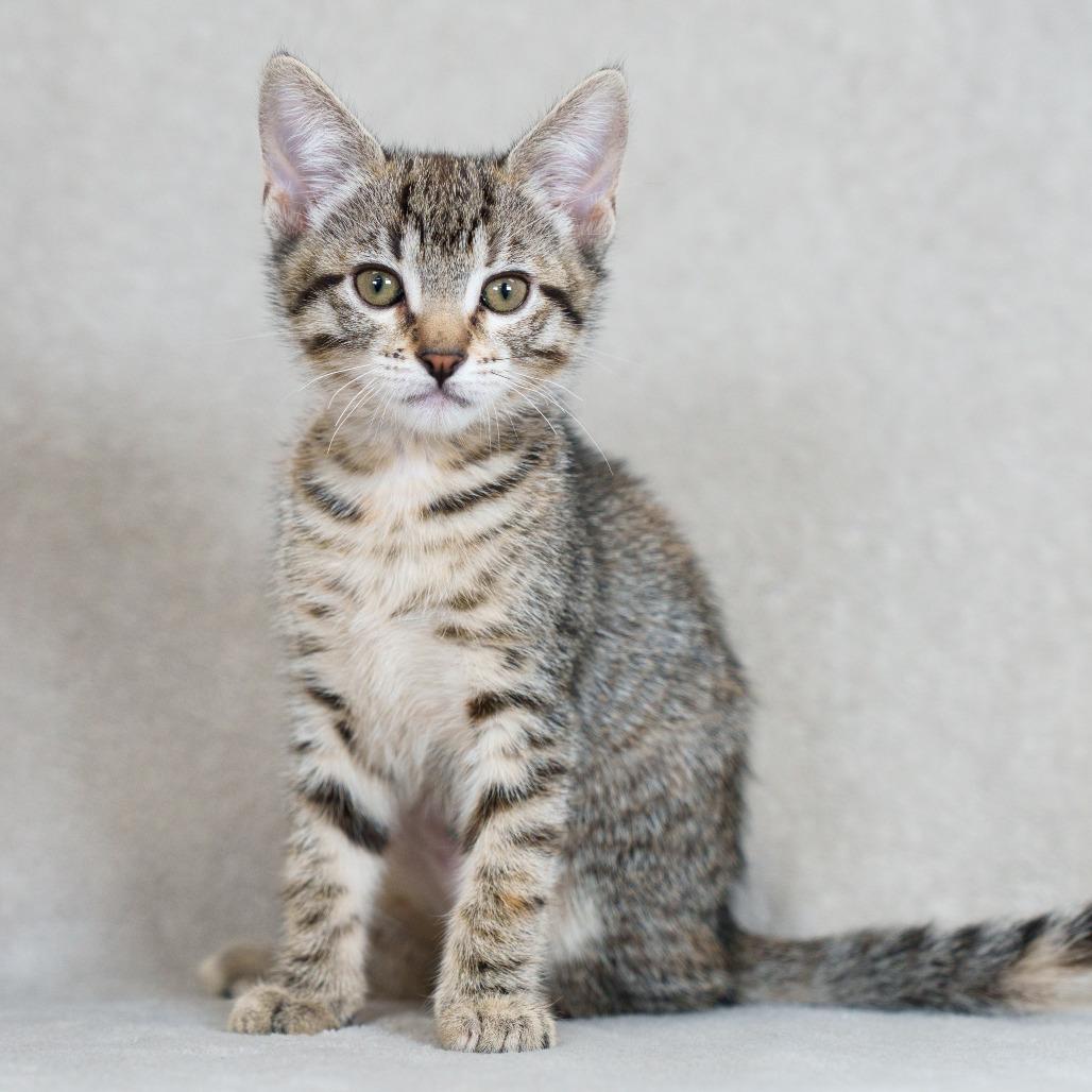 Enlarge Eclipse, a Adoptable Domestic Short Hair in Sunnyvale, CA image 2/4