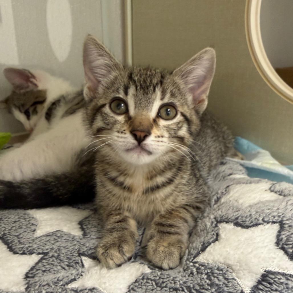 Enlarge Eclipse, a Adoptable Domestic Short Hair in Sunnyvale, CA image 3/4