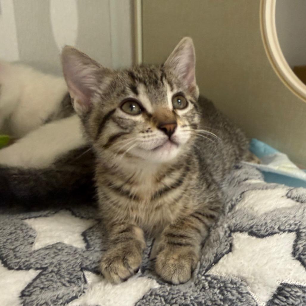 Enlarge Eclipse, a Adoptable Domestic Short Hair in Sunnyvale, CA image 4/4