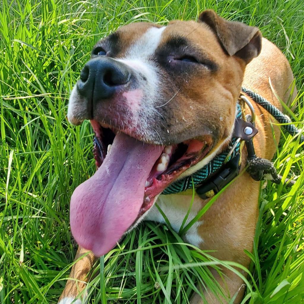 Venus Moon, Adoptable, Adult Female Mixed Breed.