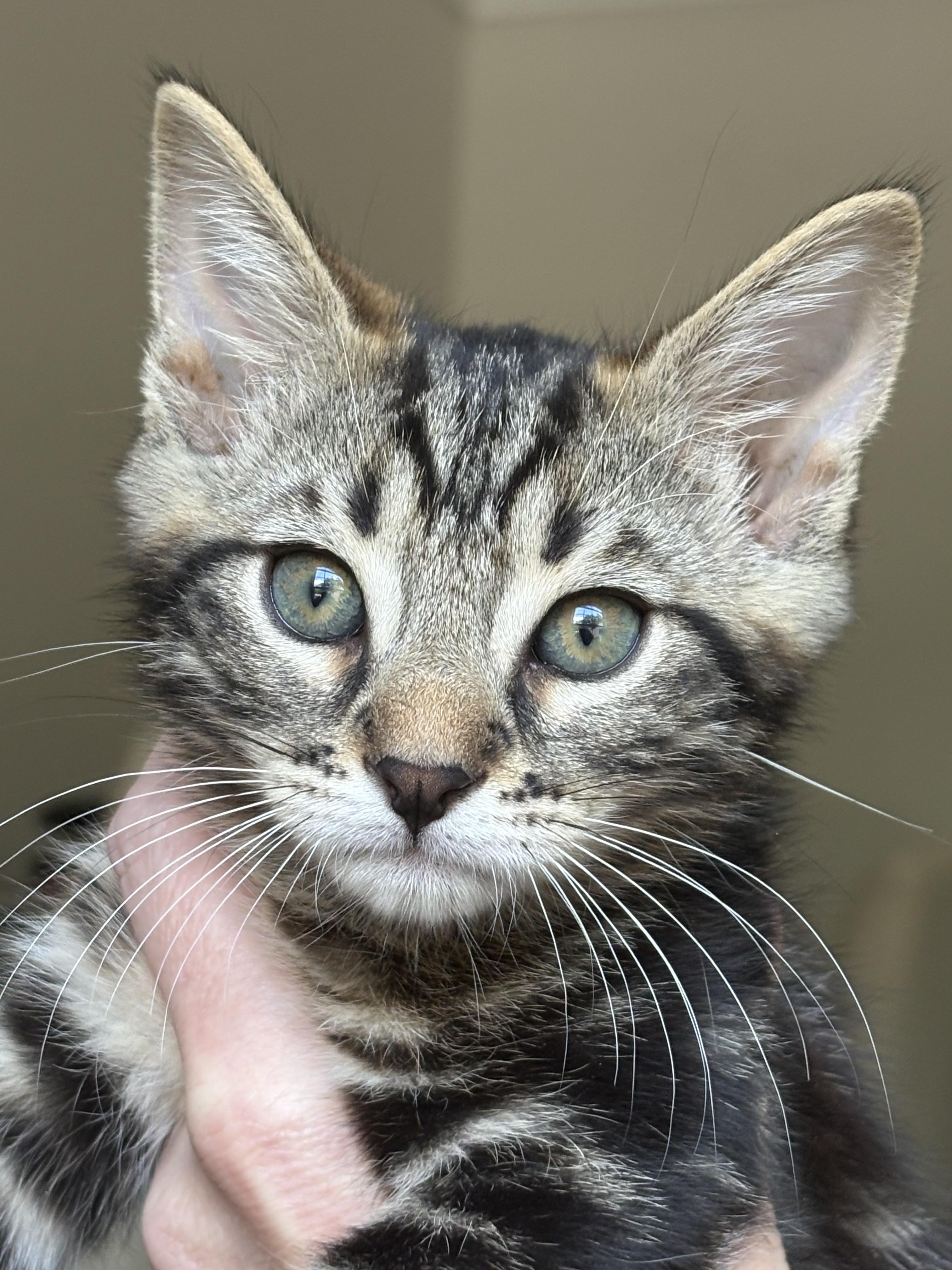 Enlarge Churro, a ADOPTABLE mixed breed in Melbourne, FL image 3/3