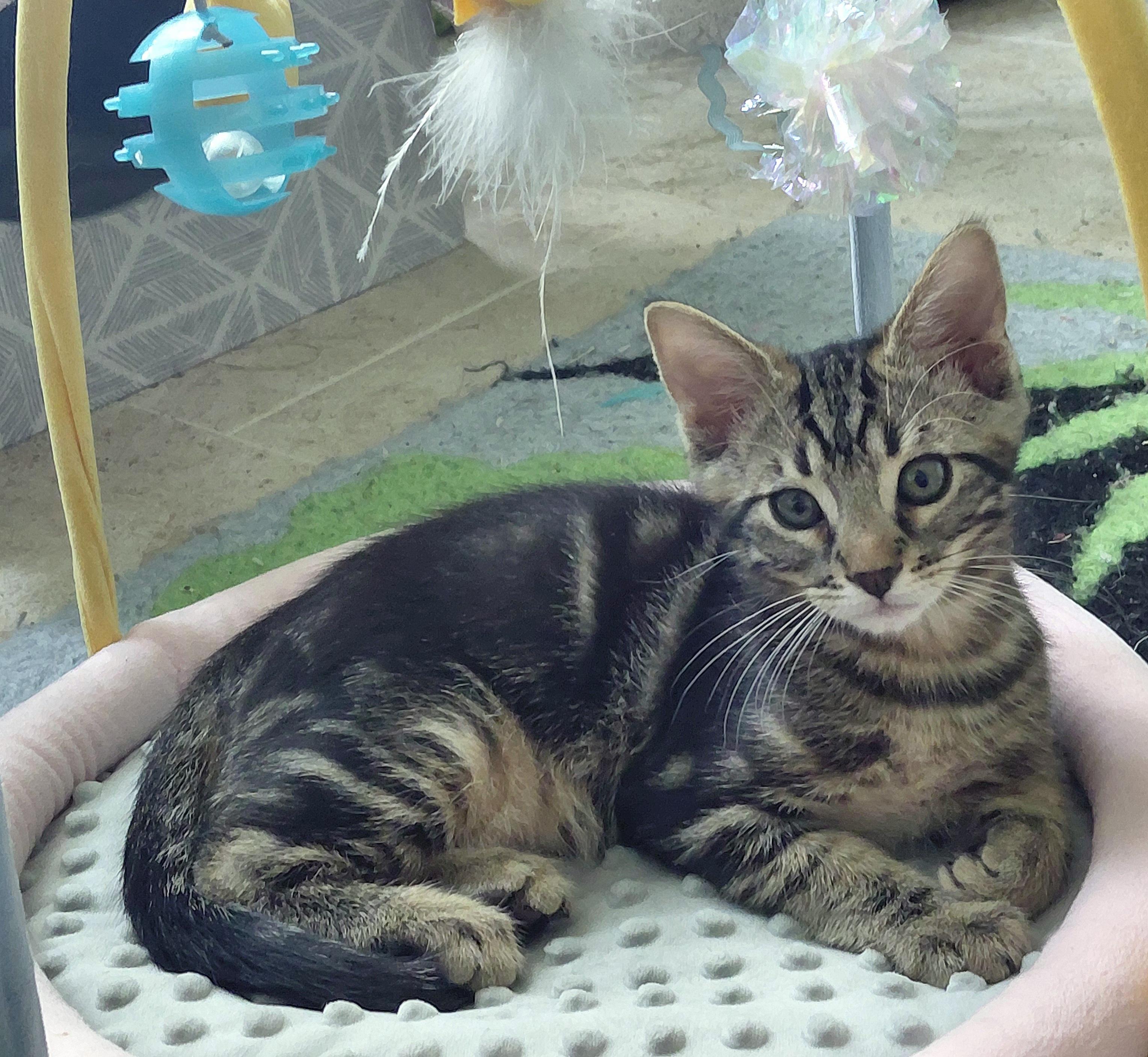 Enlarge Churro, an adopted mixed breed in Melbourne, FL image 4/5