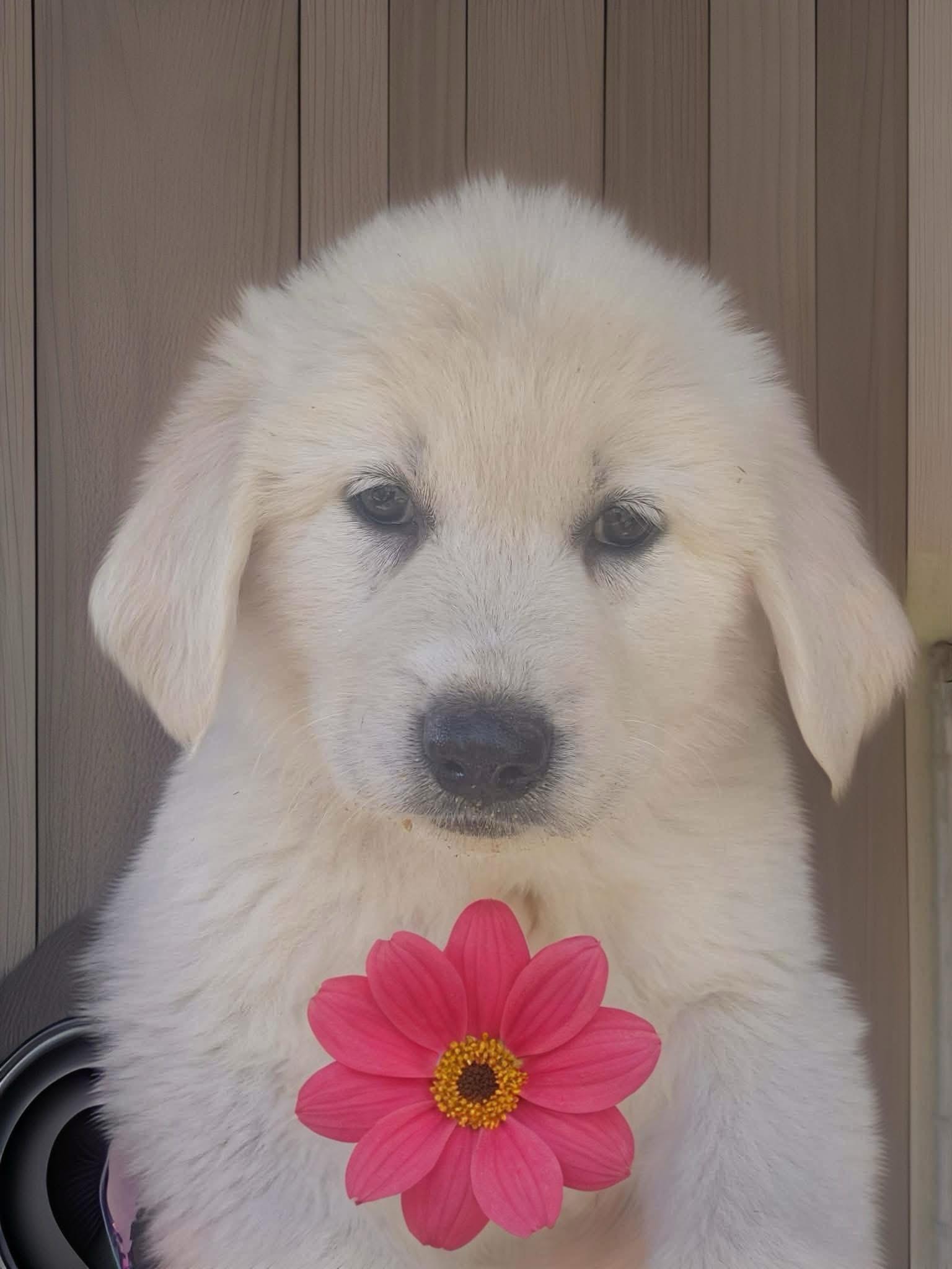 Cotton, adopted, Puppy Female Great Pyrenees.