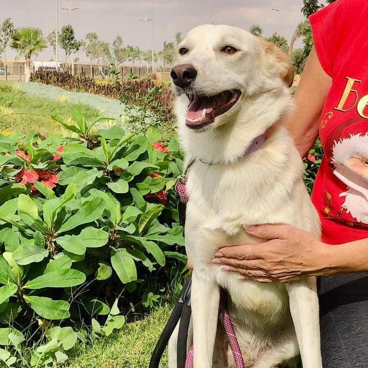 Dog for adoption Pretty from Egypt, a Labrador Retriever & Canaan Dog