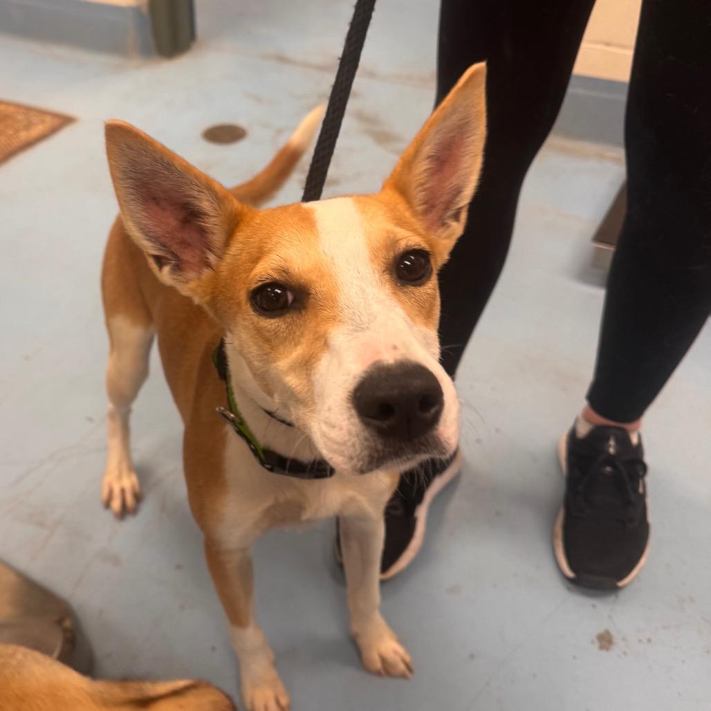 Musa, Adoptable, Young Female Mixed Breed.