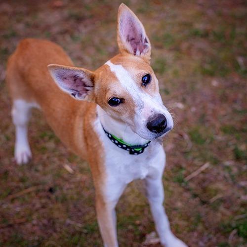 Enlarge Musa, a Adoptable Mixed Breed in Brockton, MA image 2/2