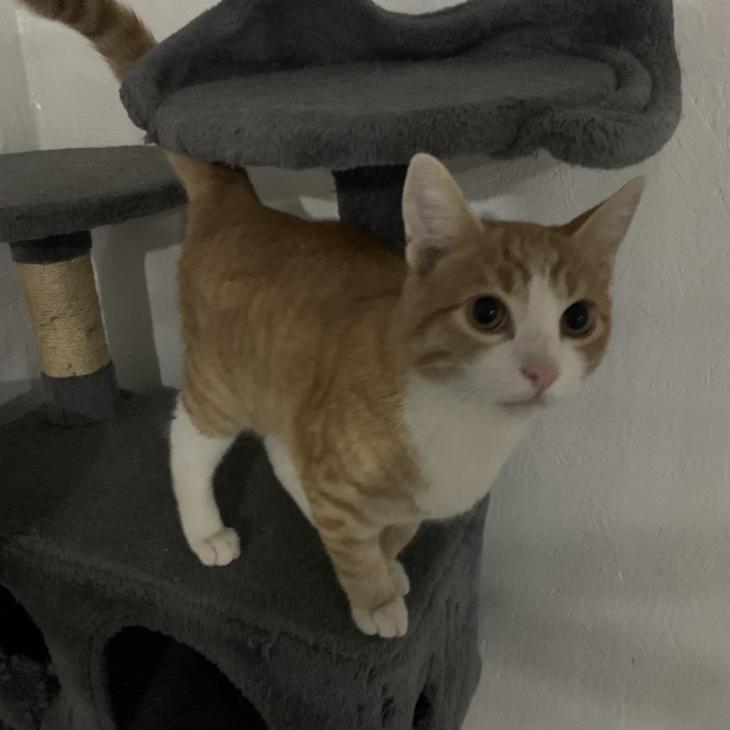 Sage Estep, Adoptable, Kitten Male Domestic Short Hair.