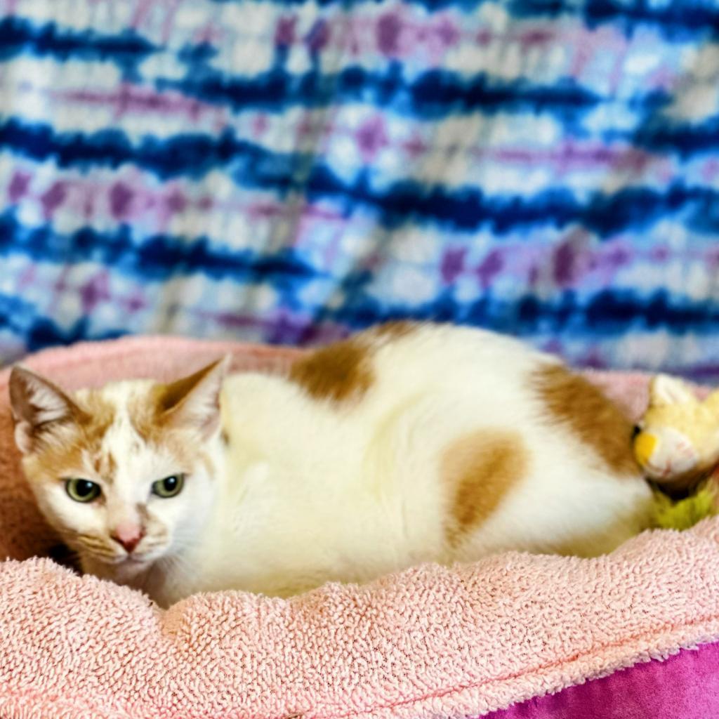 Enlarge Pete, a Adoptable mixed breed in Englewood, FL image 1/5