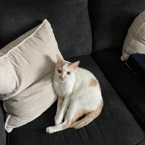 Enlarge Pete, a Adoptable mixed breed in Englewood, FL image 2/5