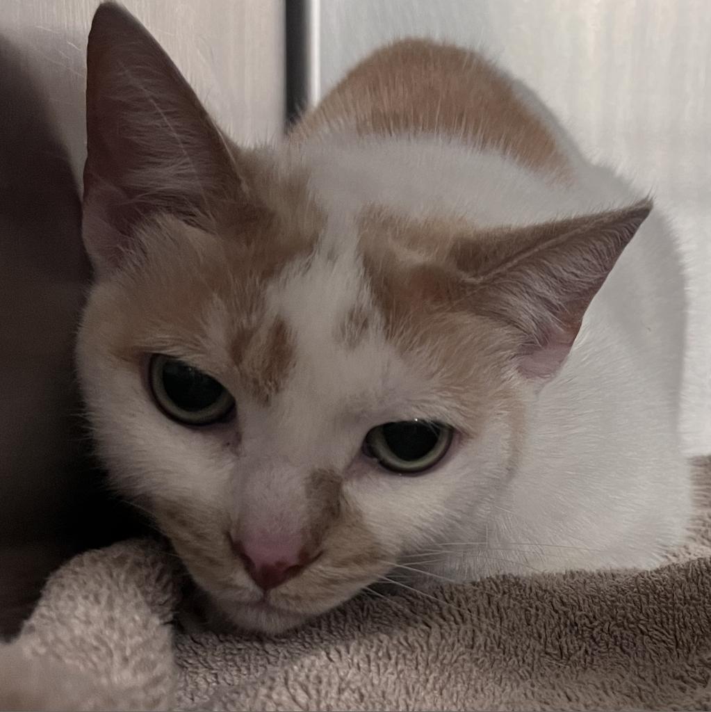 Enlarge Pete, a Adoptable mixed breed in Englewood, FL image 3/5