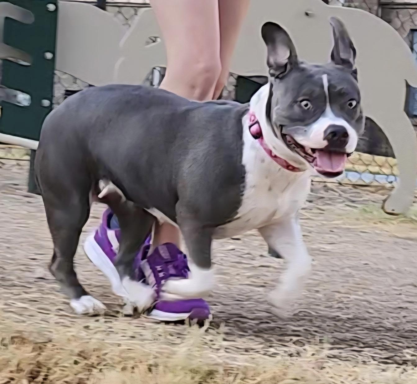 Willow, Adoptable, Young Female Pit Bull Terrier.