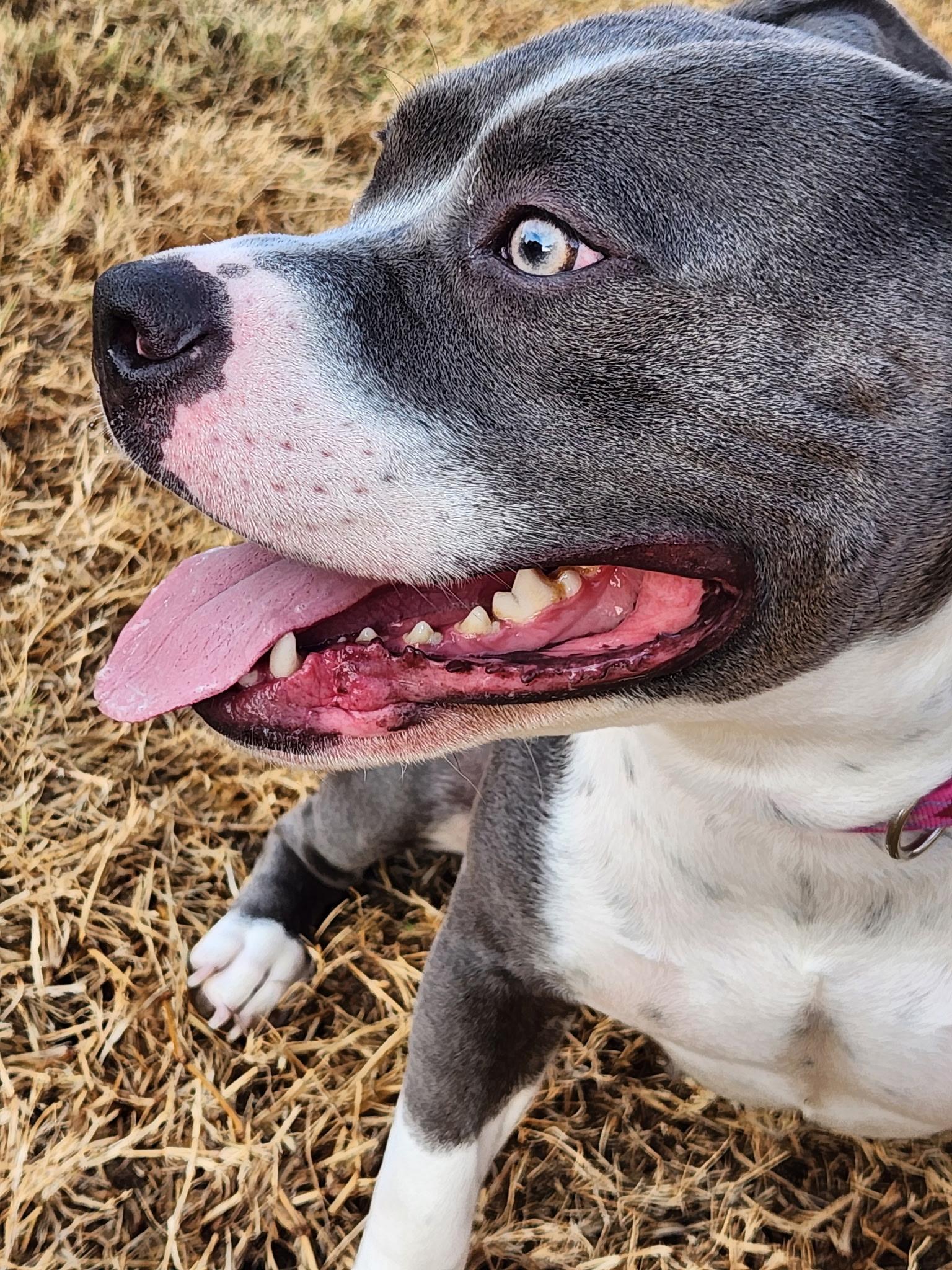 Enlarge Willow, a Adoptable mixed breed in Dallas, TX image 4/6