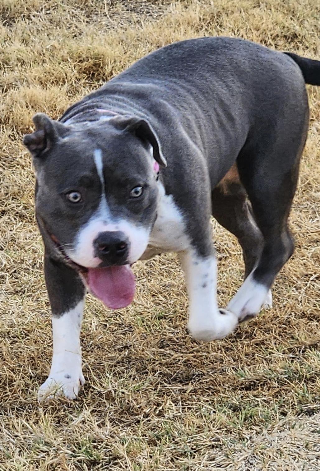 Enlarge Willow, a Adoptable mixed breed in Dallas, TX image 2/6
