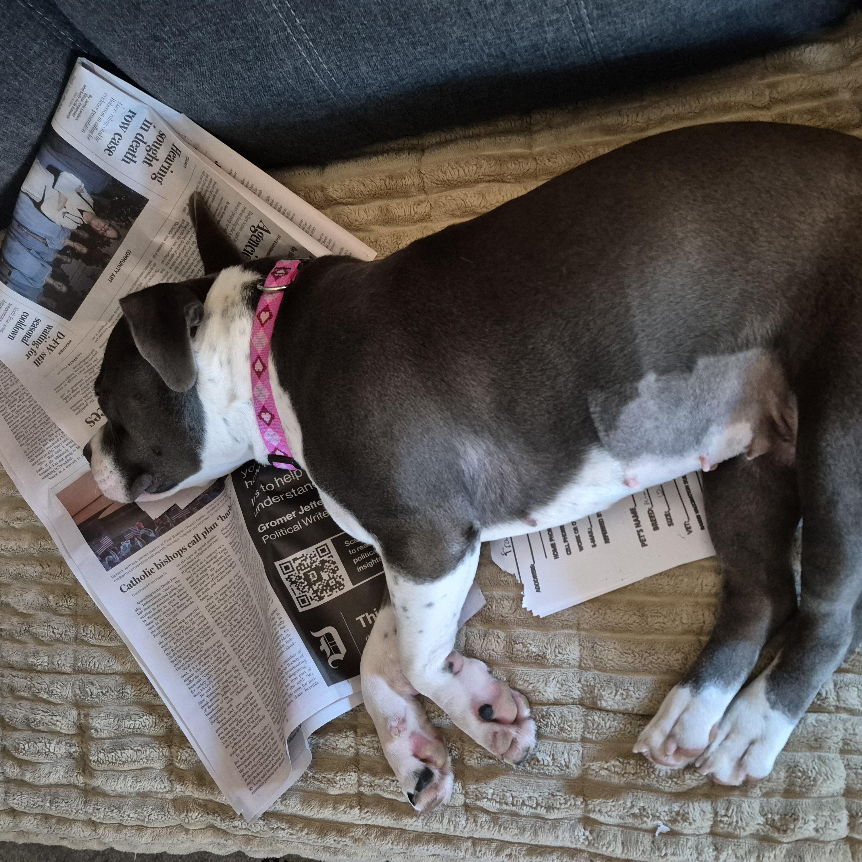Enlarge Willow, a Adoptable mixed breed in Dallas, TX image 6/6