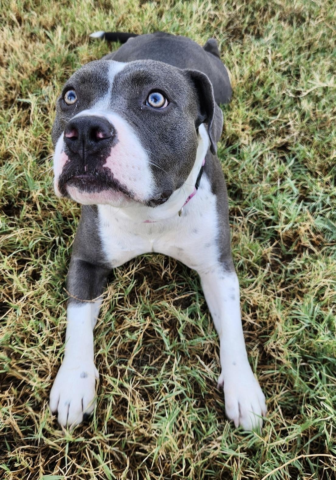 Enlarge Willow, a Adoptable mixed breed in Dallas, TX image 3/6
