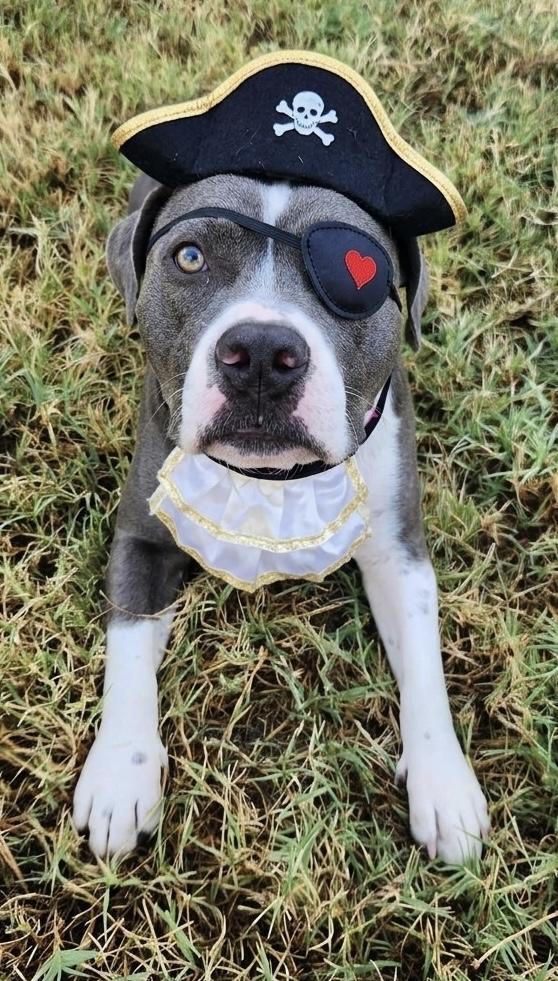 Enlarge Willow, a Adoptable mixed breed in Dallas, TX image 6/6