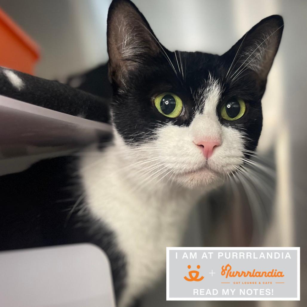 Enlarge Redvine, a Adoptable Domestic Short Hair in League City, TX image 1/1