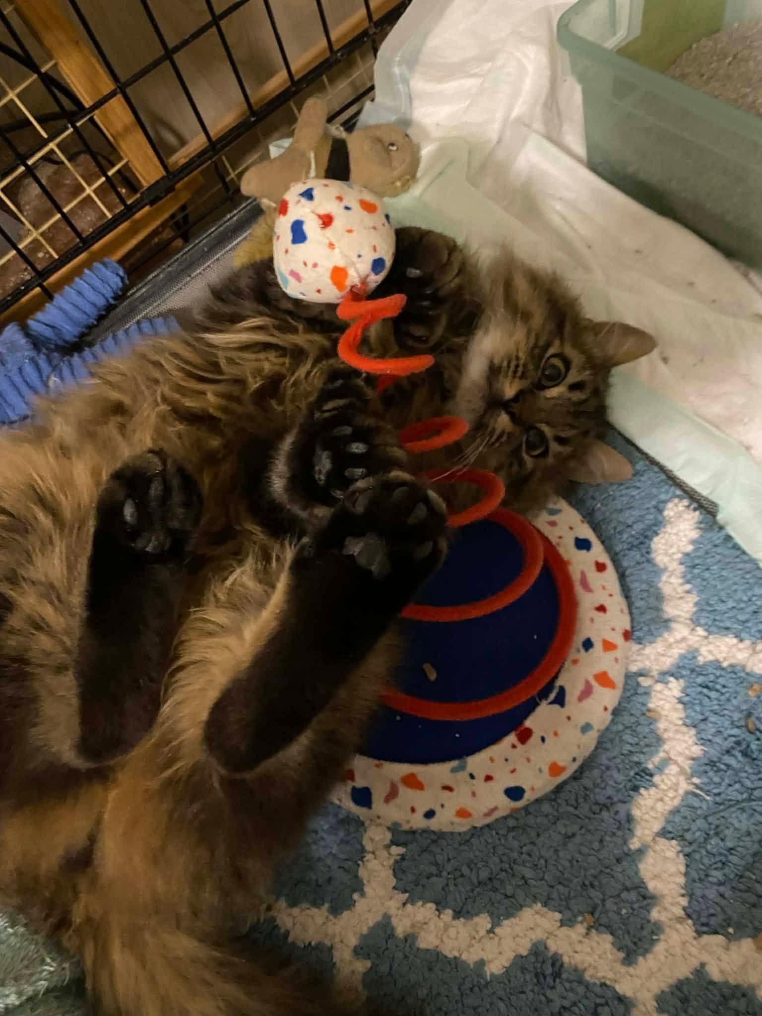 Enlarge Little Joey, an adopted mixed breed in Brownsville, PA image 3/3