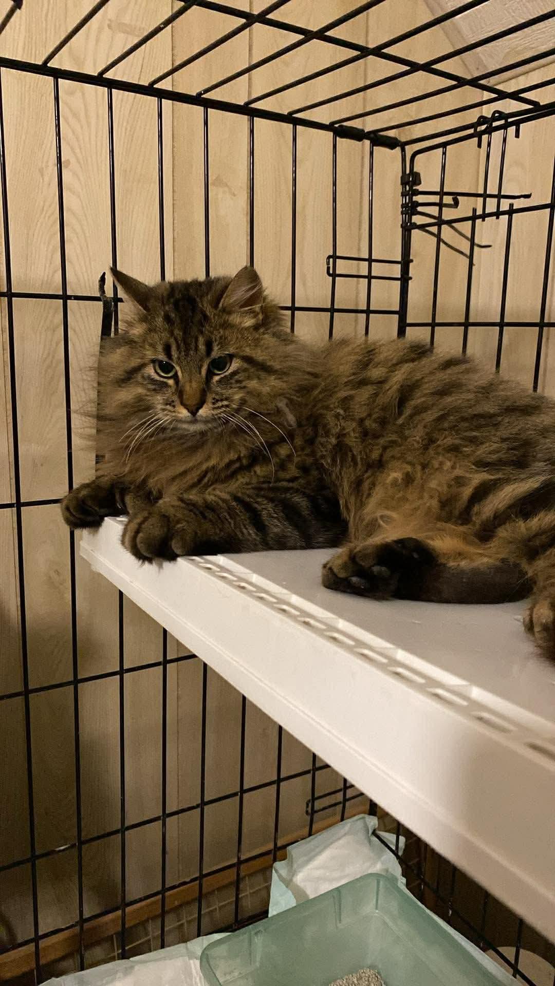 Little Joey, adopted, Young Male Extra-Toes Cat / Hemingway Polydactyl & Maine Coon.