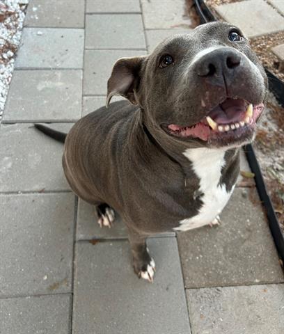 Enlarge STAR, a Adoptable Pit Bull Terrier in Houston, TX image 3/3