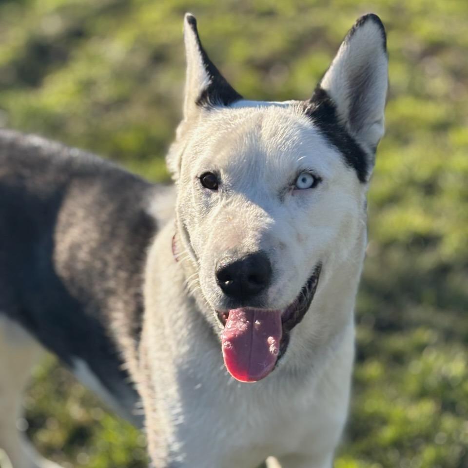 Sparky, Adoptable, Young Male Mixed Breed.