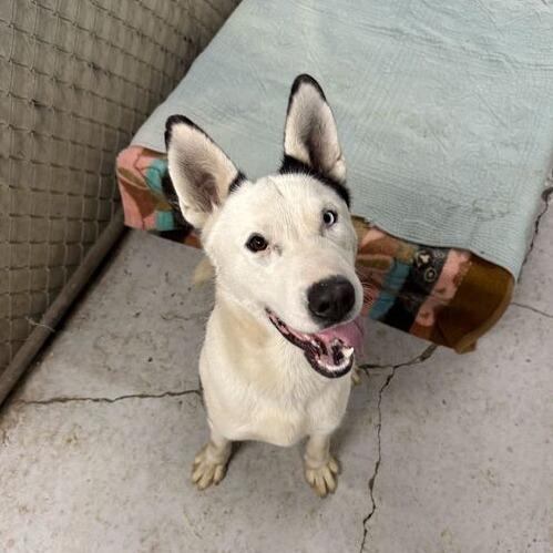 Sparky, Adoptable, Young Male Mixed Breed.