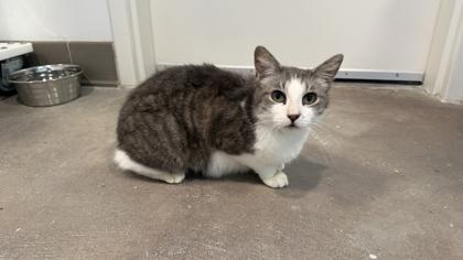 Kiko, Adoptable, Adult Female Domestic Long Hair & Domestic Short Hair.