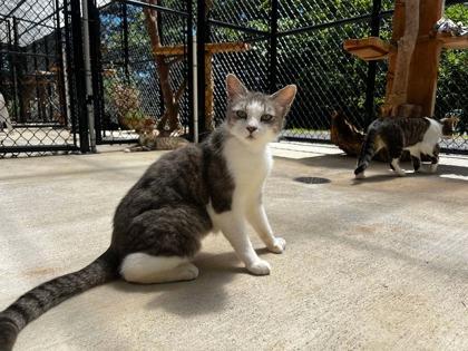 Kiko, Adoptable, Adult Female Domestic Long Hair & Domestic Short Hair.