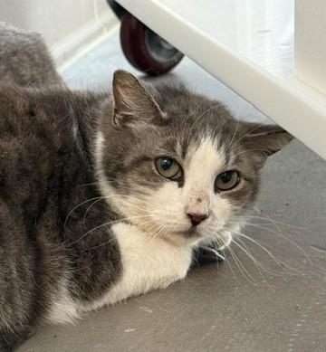 Kiko, Adoptable, Adult Female Domestic Long Hair & Domestic Short Hair.