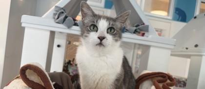 Kiko, Adoptable, Adult Female Domestic Long Hair & Domestic Short Hair.