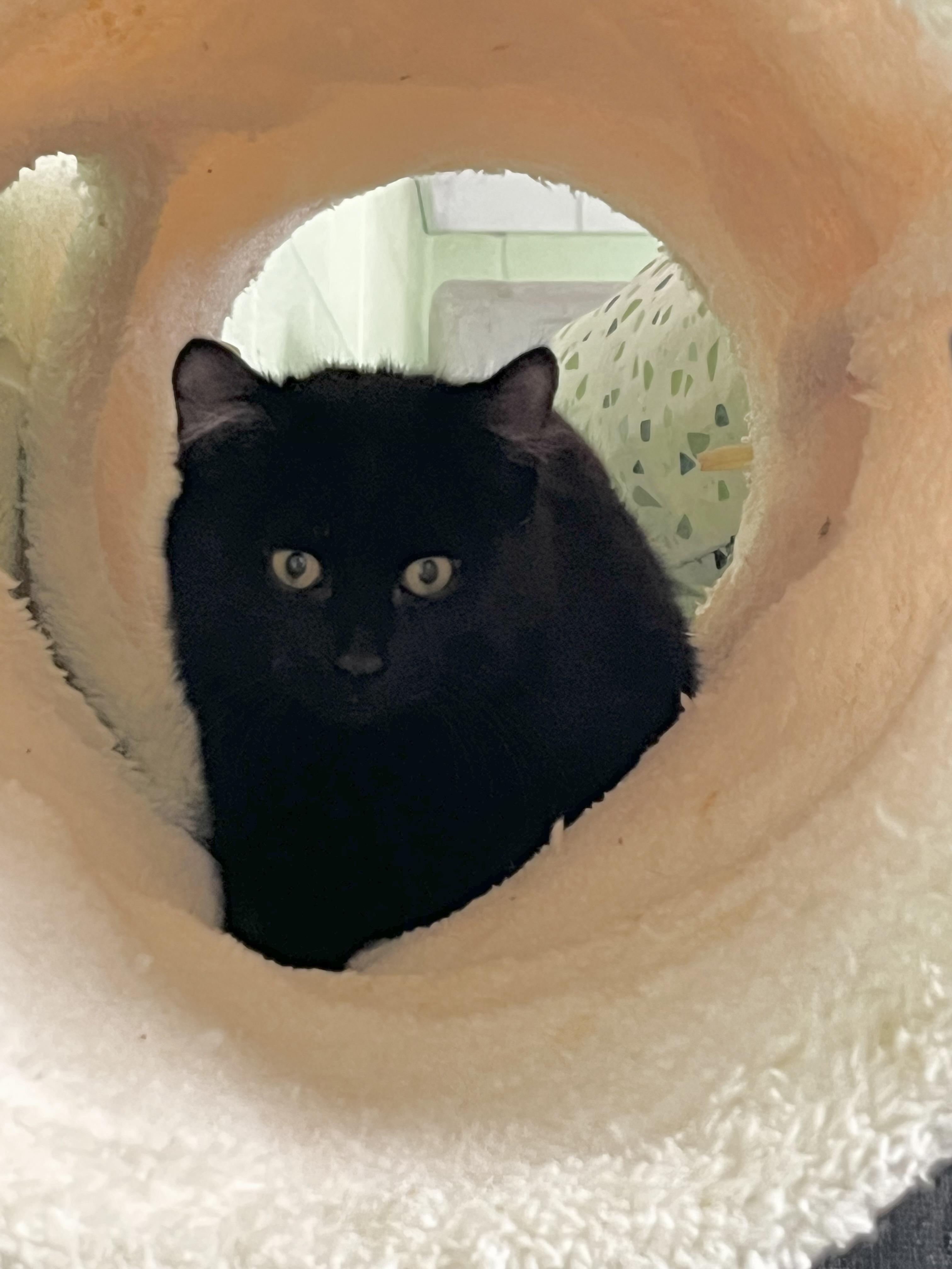 Jackson, ADOPTABLE, Young Male Tabby.