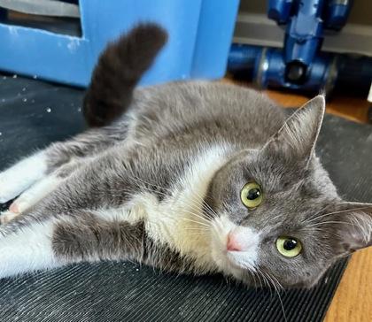 Blue Belle, Adoptable, Young Female Domestic Short Hair & Domestic Short Hair.