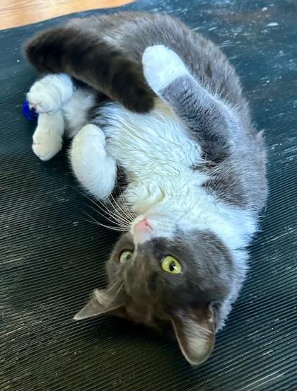 Blue Belle, Adoptable, Young Female Domestic Short Hair & Domestic Short Hair.