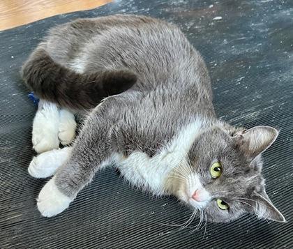 Enlarge Blue Belle, a Adoptable mixed breed in Wilkesboro, NC image 3/3