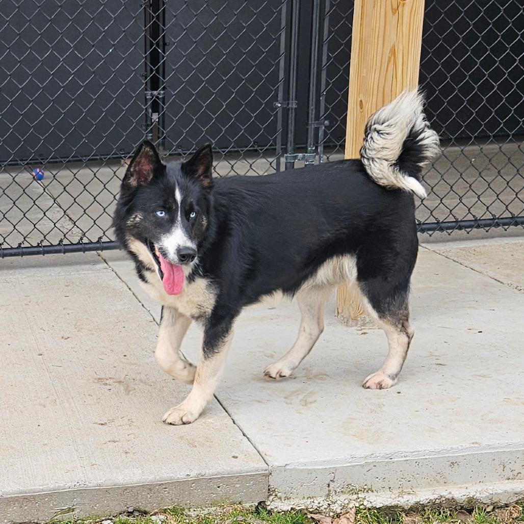 Enlarge Yee, a Adoptable Husky in Homer, NY image 1/2