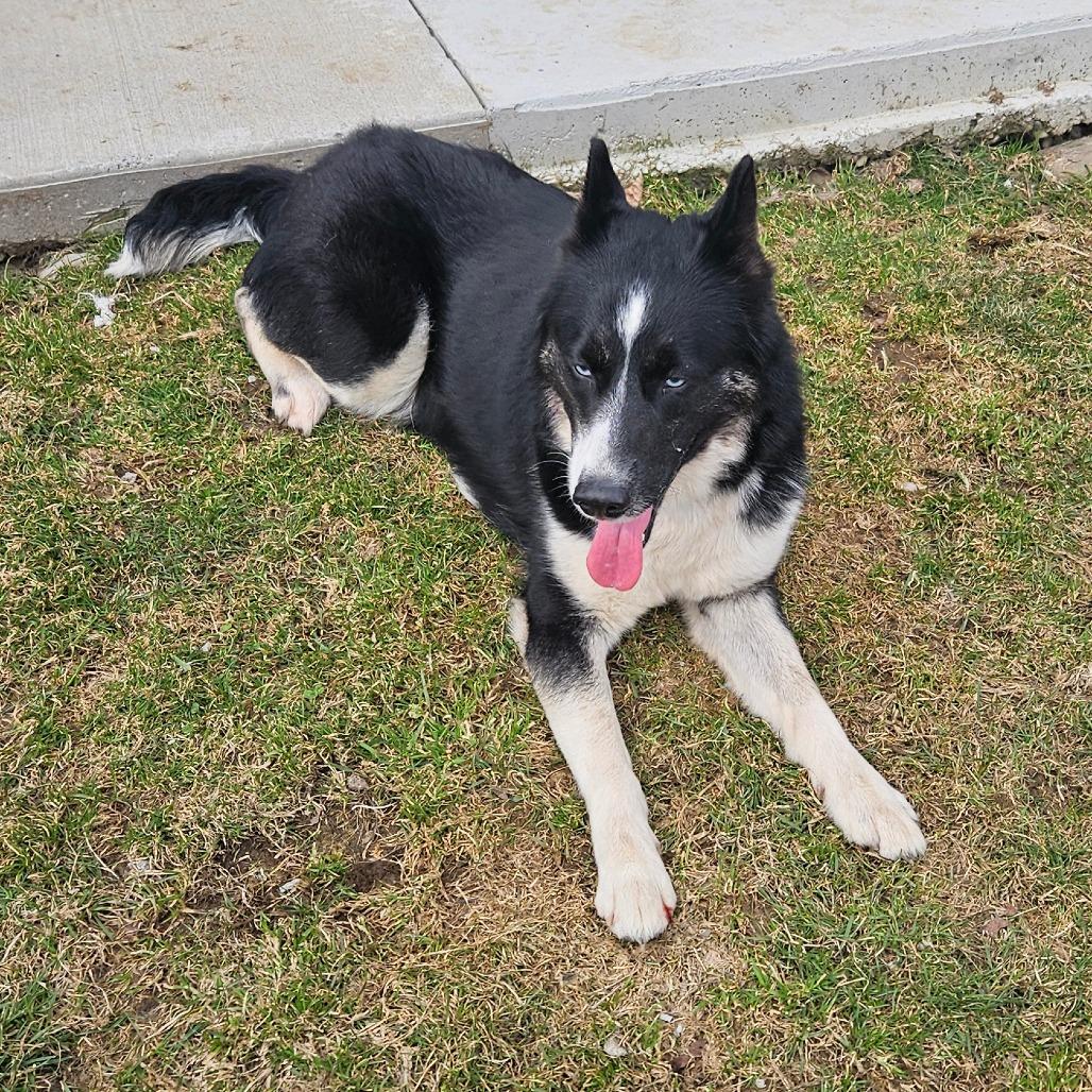 Enlarge Yee, a Adoptable Husky in Homer, NY image 2/2