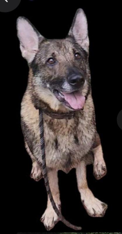 Autumn, Adoptable, Young Female German Shepherd Dog.