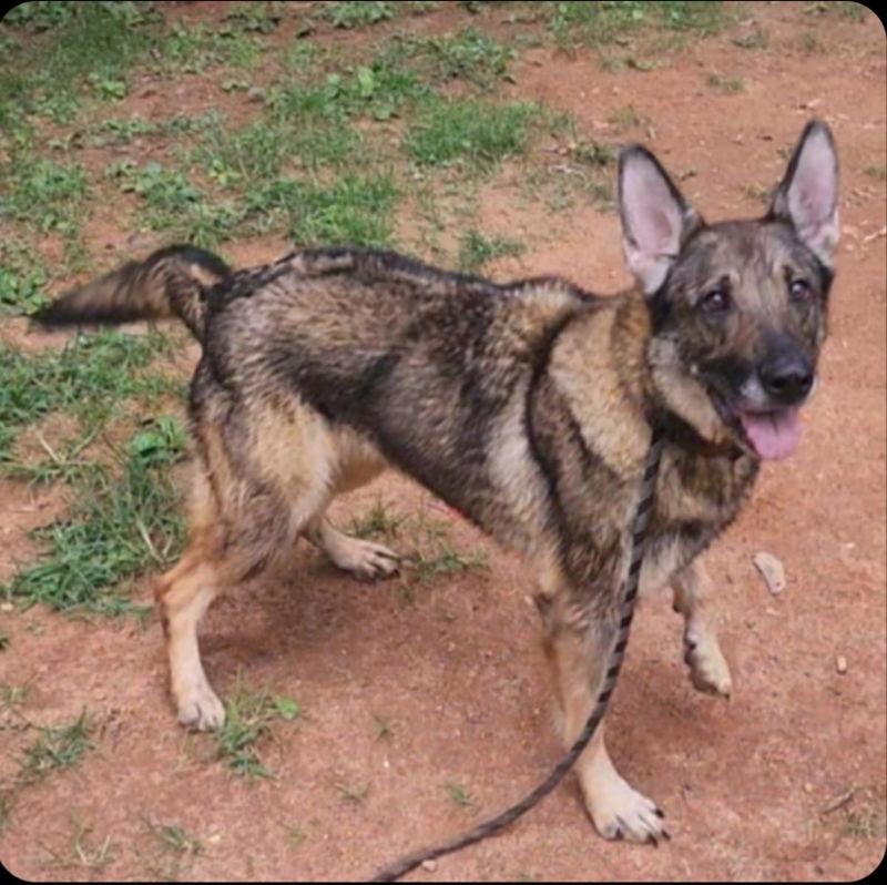 Autumn, Adoptable, Young Female German Shepherd Dog.